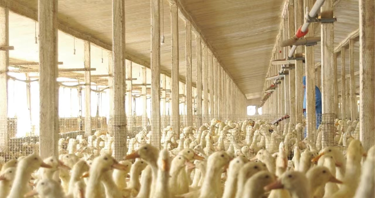 our Group duck farm