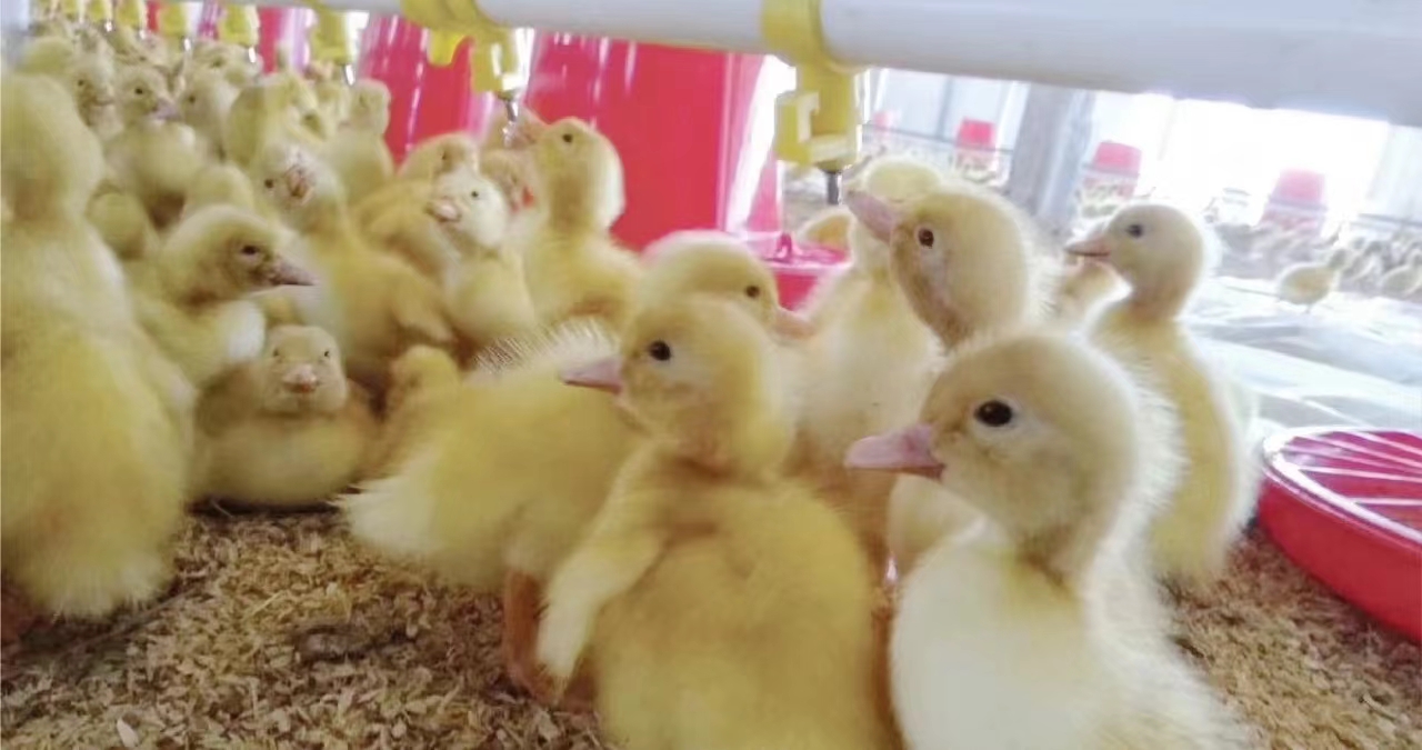 our Group duck farm